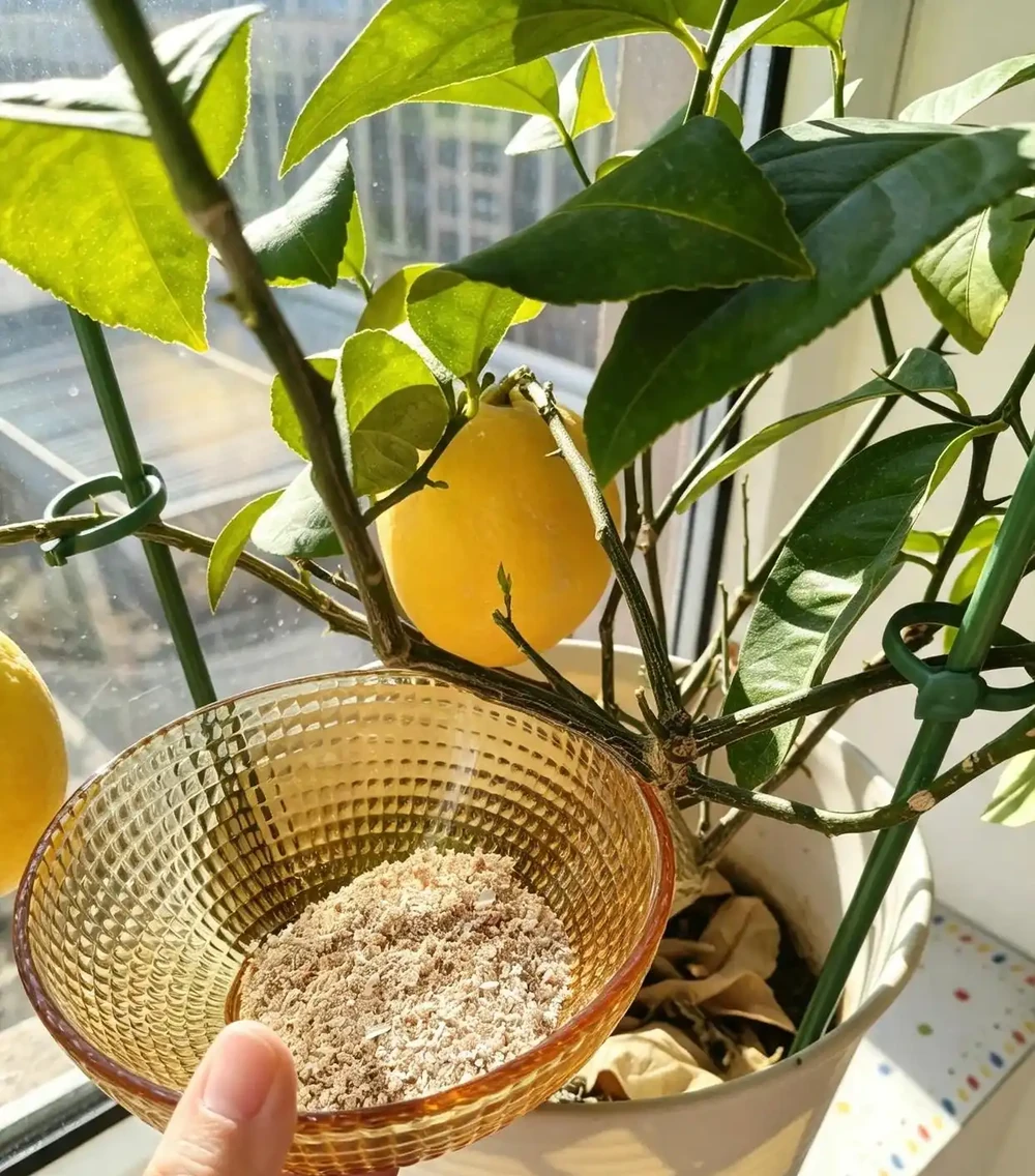 廚房廢料別扔,全是養花免費好肥!養啥旺啥,新手零成本實操
