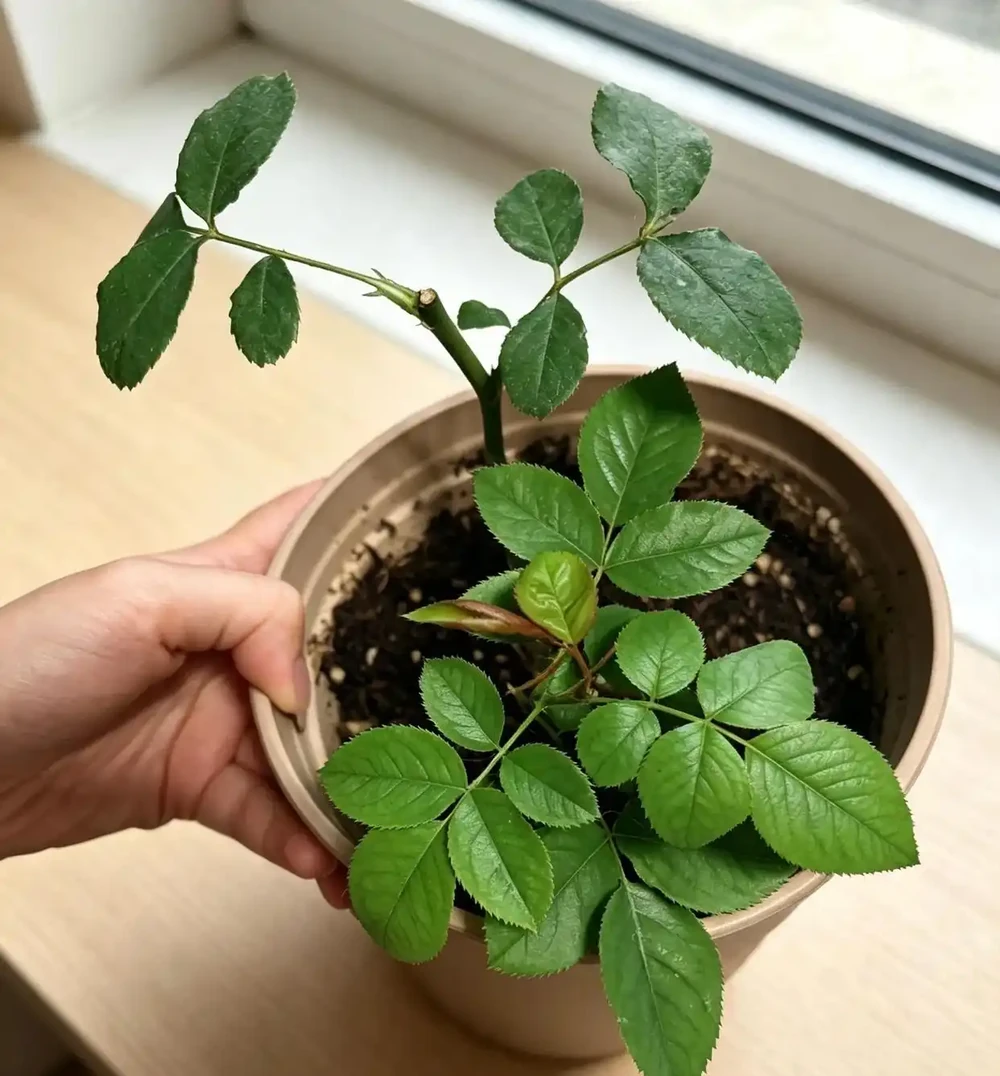 廚房廢料別扔，全是養花免費好肥！養啥旺啥，新手零成本實操