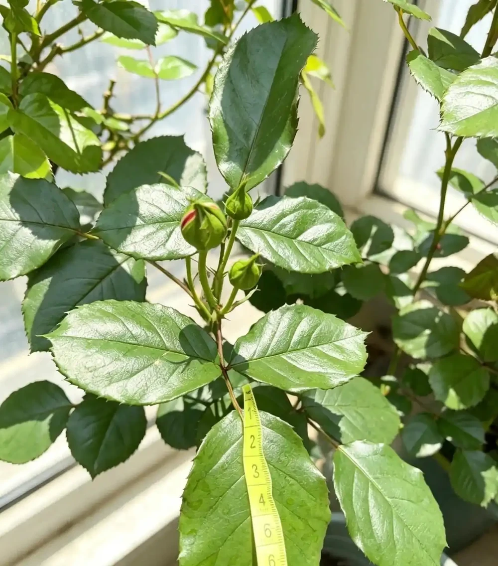 廚房廢料別扔,全是養花免費好肥!養啥旺啥,新手零成本實操