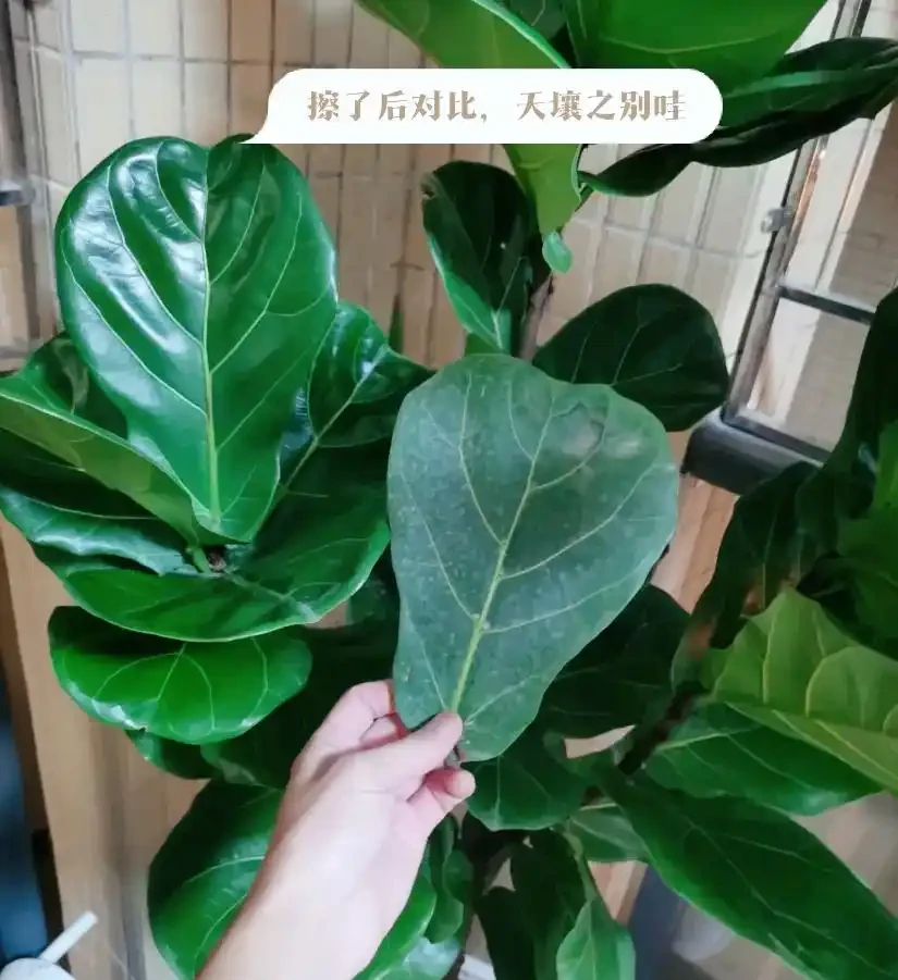 廚房廢料別扔,全是養花免費好肥!養啥旺啥,新手零成本實操