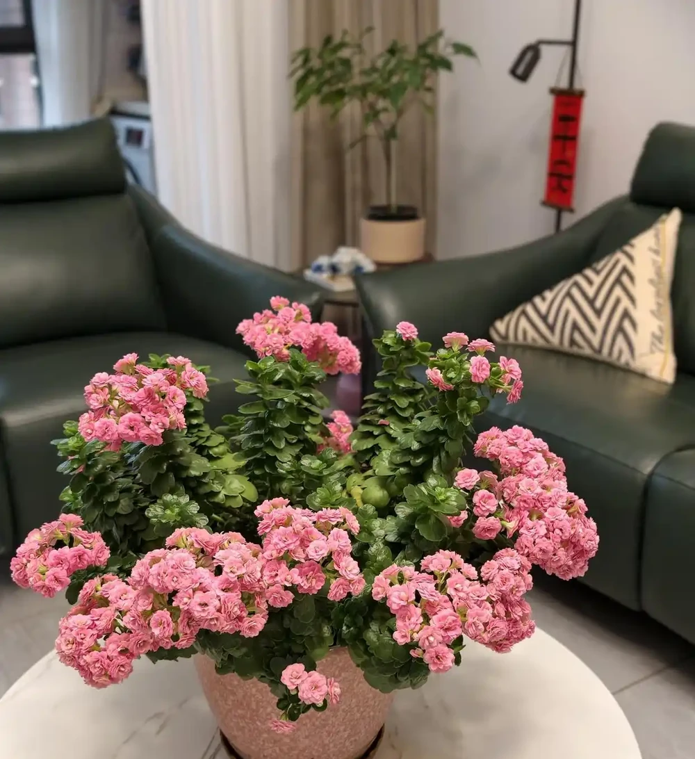 六種「旺家花」,適合客廳養,一個比一個好養,一種比一種漂亮