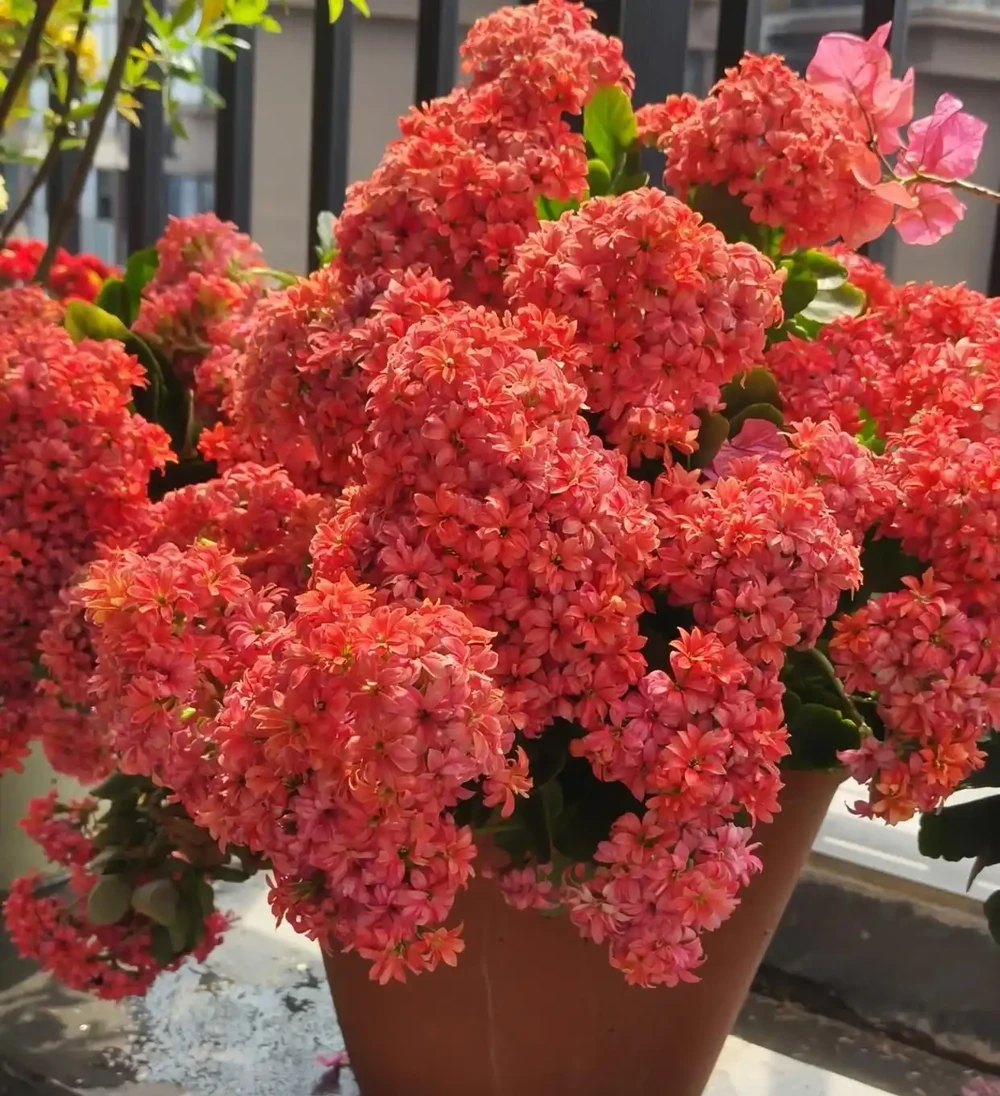 六種「旺家花」,適合客廳養,一個比一個好養,一種比一種漂亮