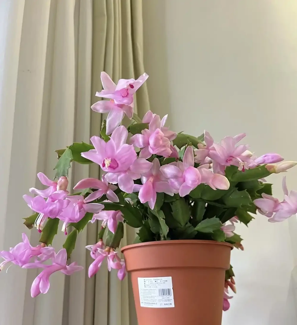 六種「旺家花」,適合客廳養,一個比一個好養,一種比一種漂亮