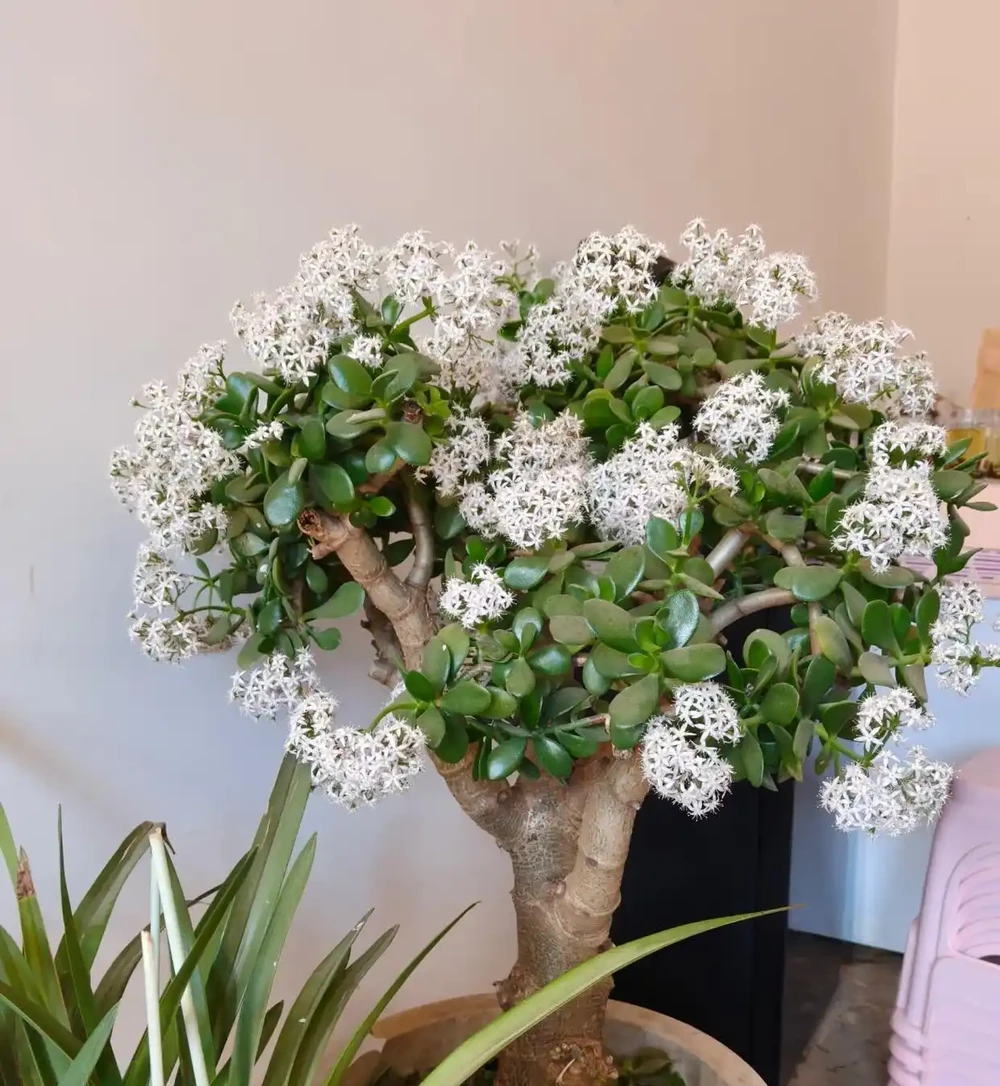 六種「旺家花」,適合客廳養,一個比一個好養,一種比一種漂亮
