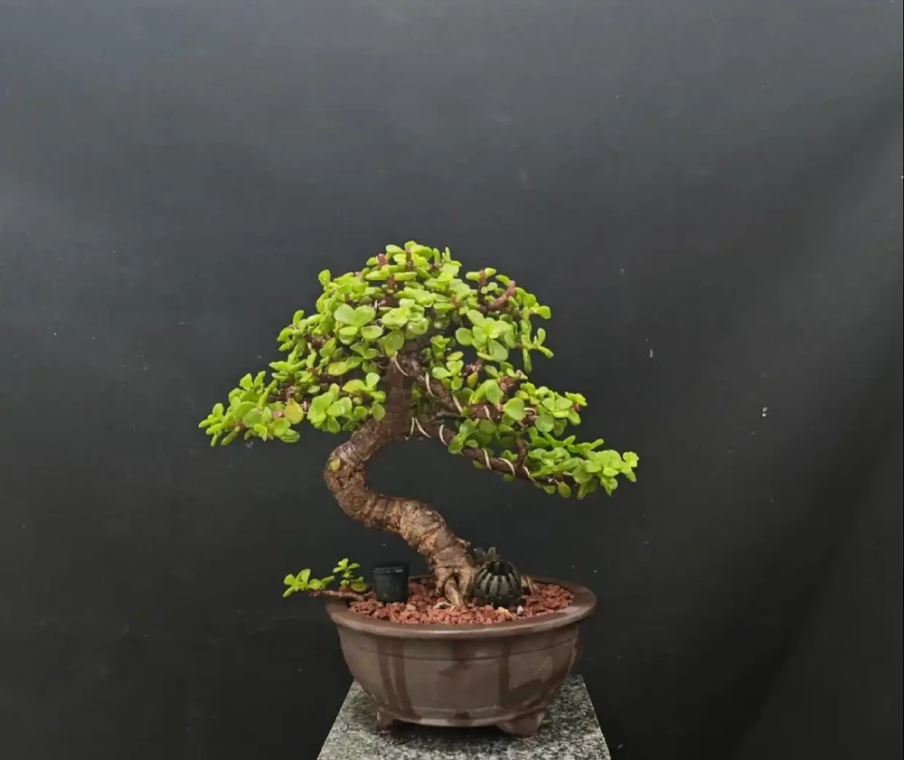 六種「旺家花」,適合客廳養,一個比一個好養,一種比一種漂亮