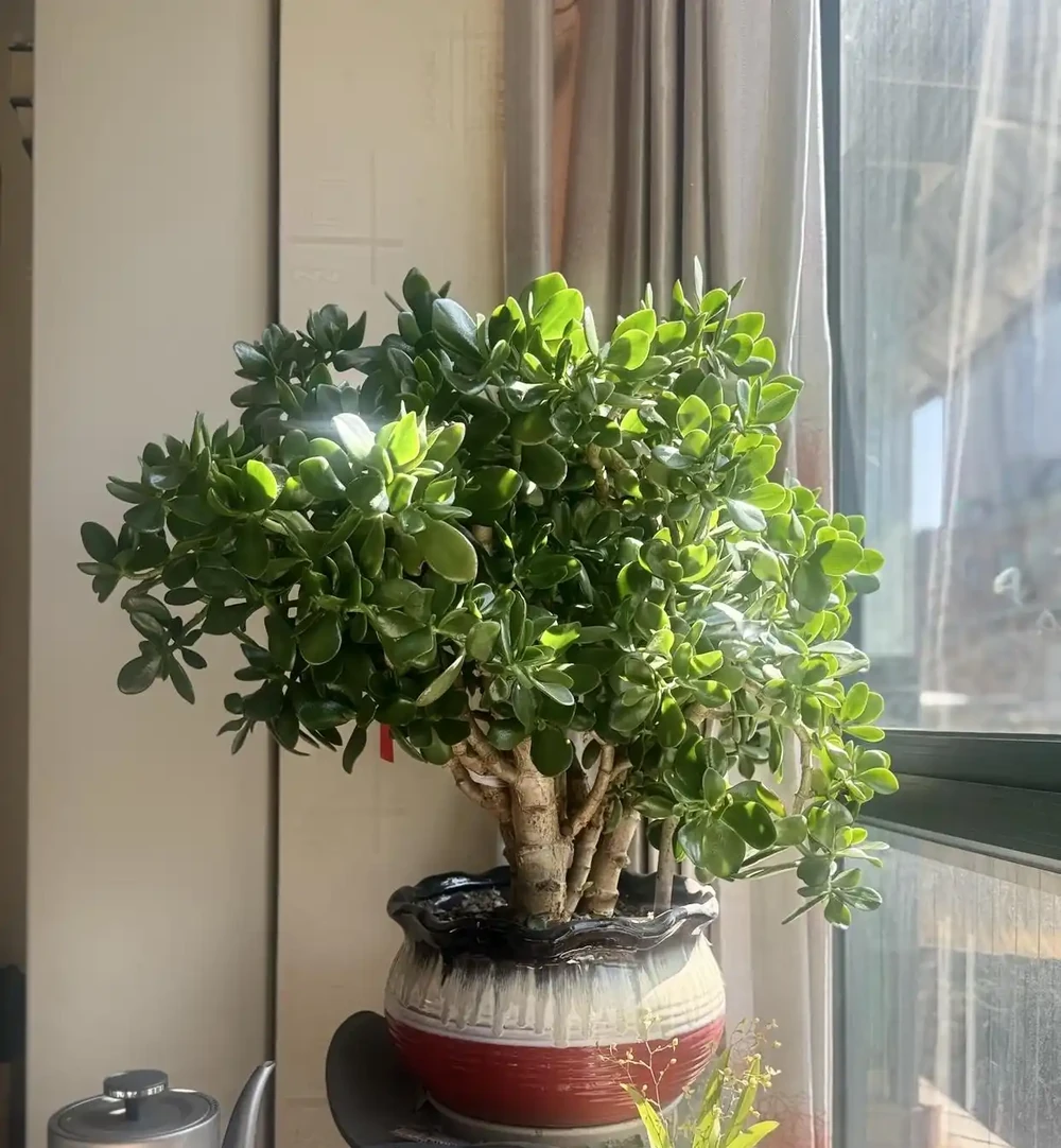 六種「旺家花」,適合客廳養,一個比一個好養,一種比一種漂亮