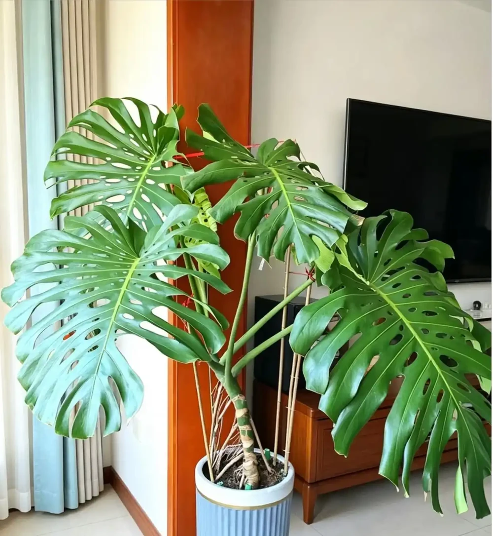 六種「旺家花」,適合客廳養,一個比一個好養,一種比一種漂亮