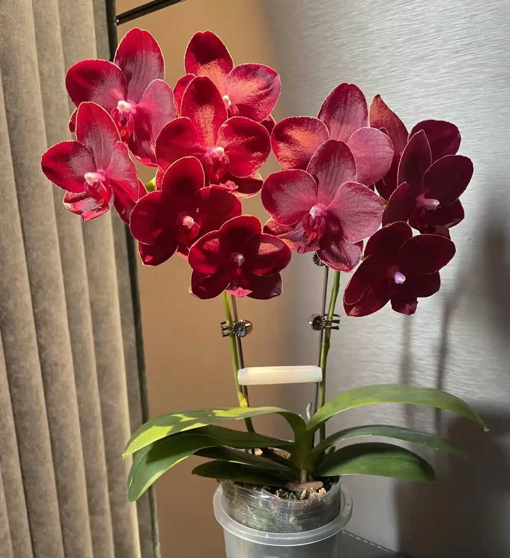 六種「旺家花」,適合客廳養,一個比一個好養,一種比一種漂亮