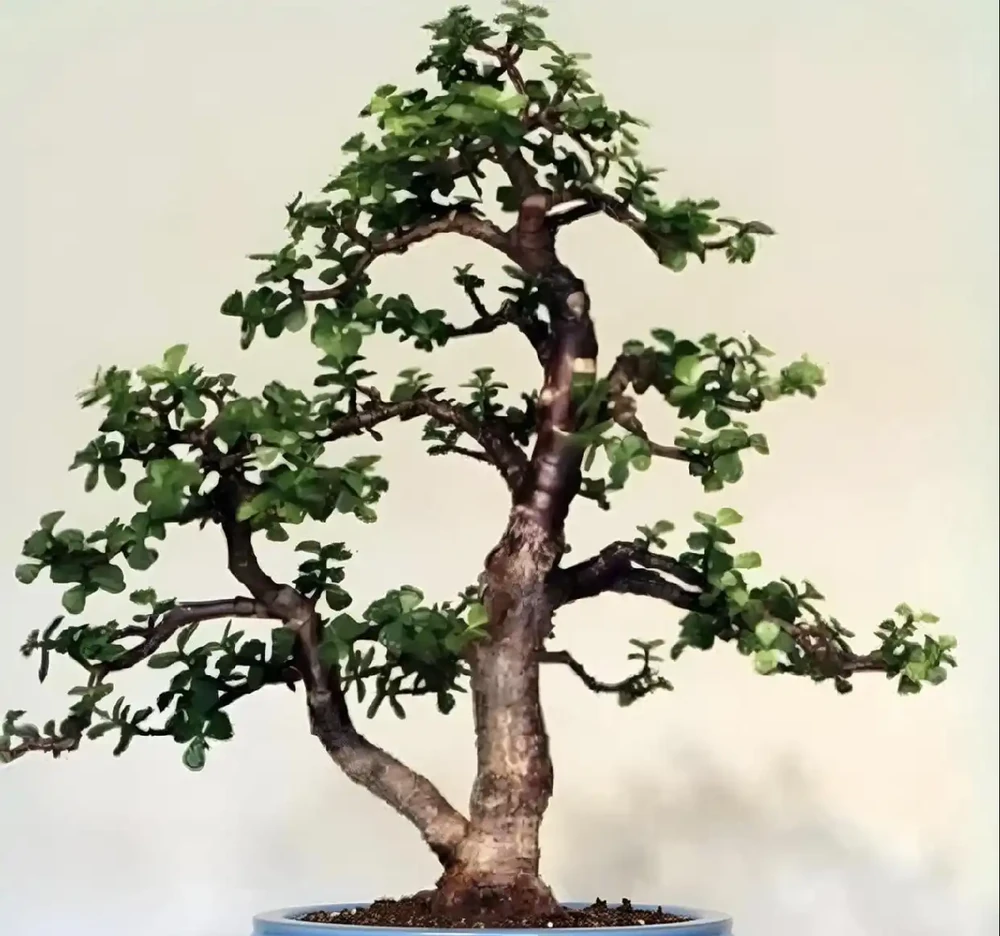 六種「旺家花」,適合客廳養,一個比一個好養,一種比一種漂亮