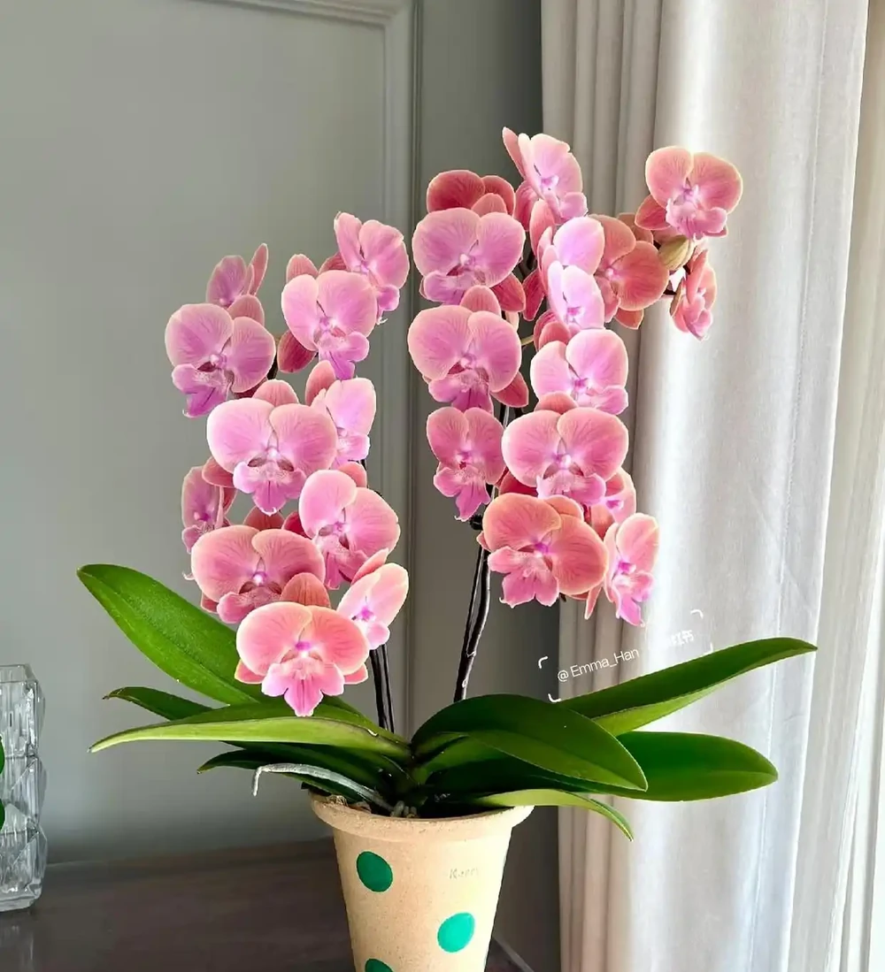六種「旺家花」,適合客廳養,一個比一個好養,一種比一種漂亮