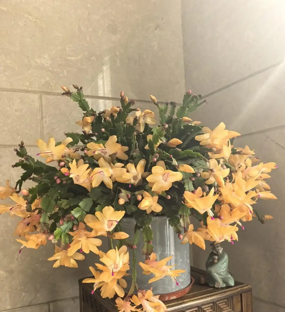 六種「旺家花」,適合客廳養,一個比一個好養,一種比一種漂亮