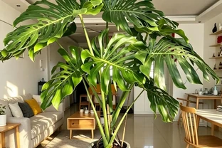 六種「旺家花」，適合客廳養，一個比一個好養，一種比一種漂亮