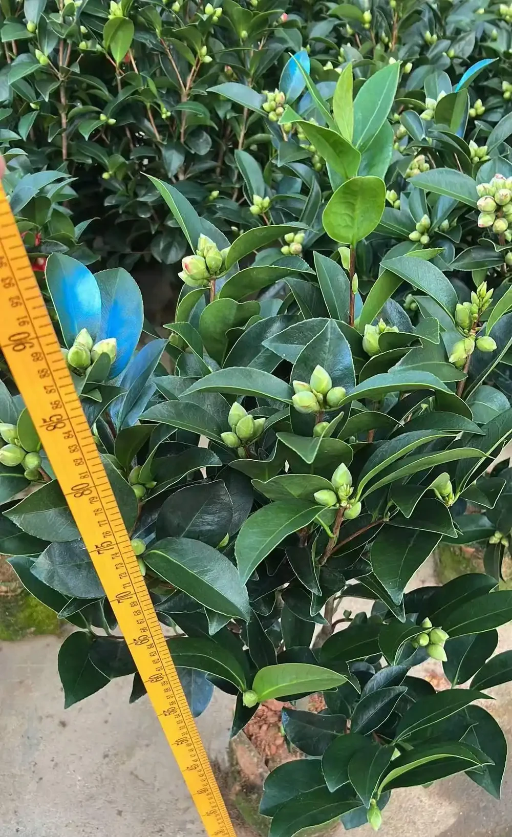 四季茶花庭院耐寒綠植帶花苞好養精品樹