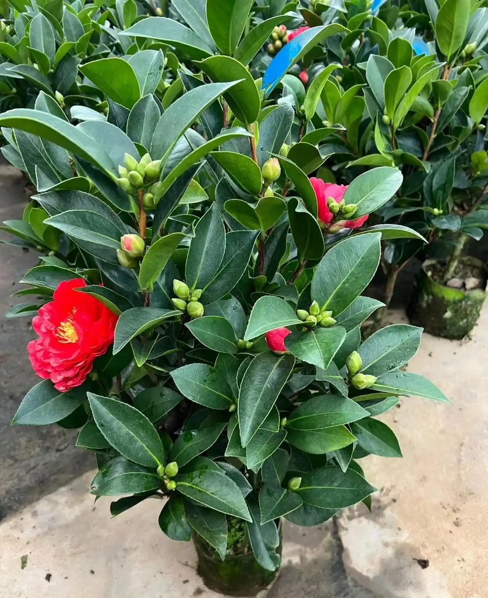 四季茶花小苗重瓣花色豐富四季開花