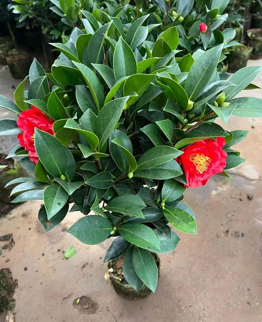 四季茶花室內客廳觀賞造型盆栽花苗