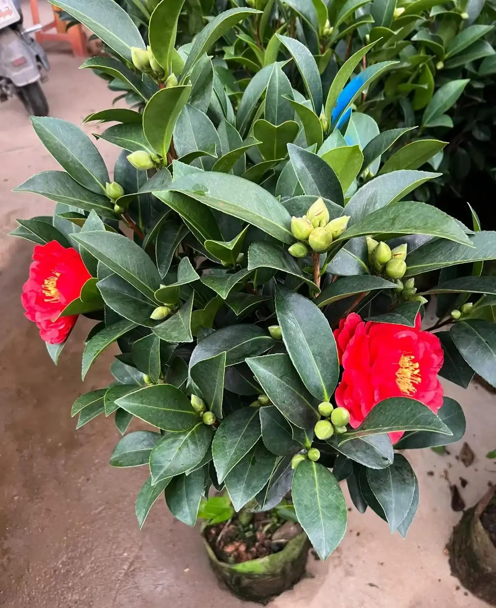 茶花帶花苞發貨耐寒耐熱四季常開