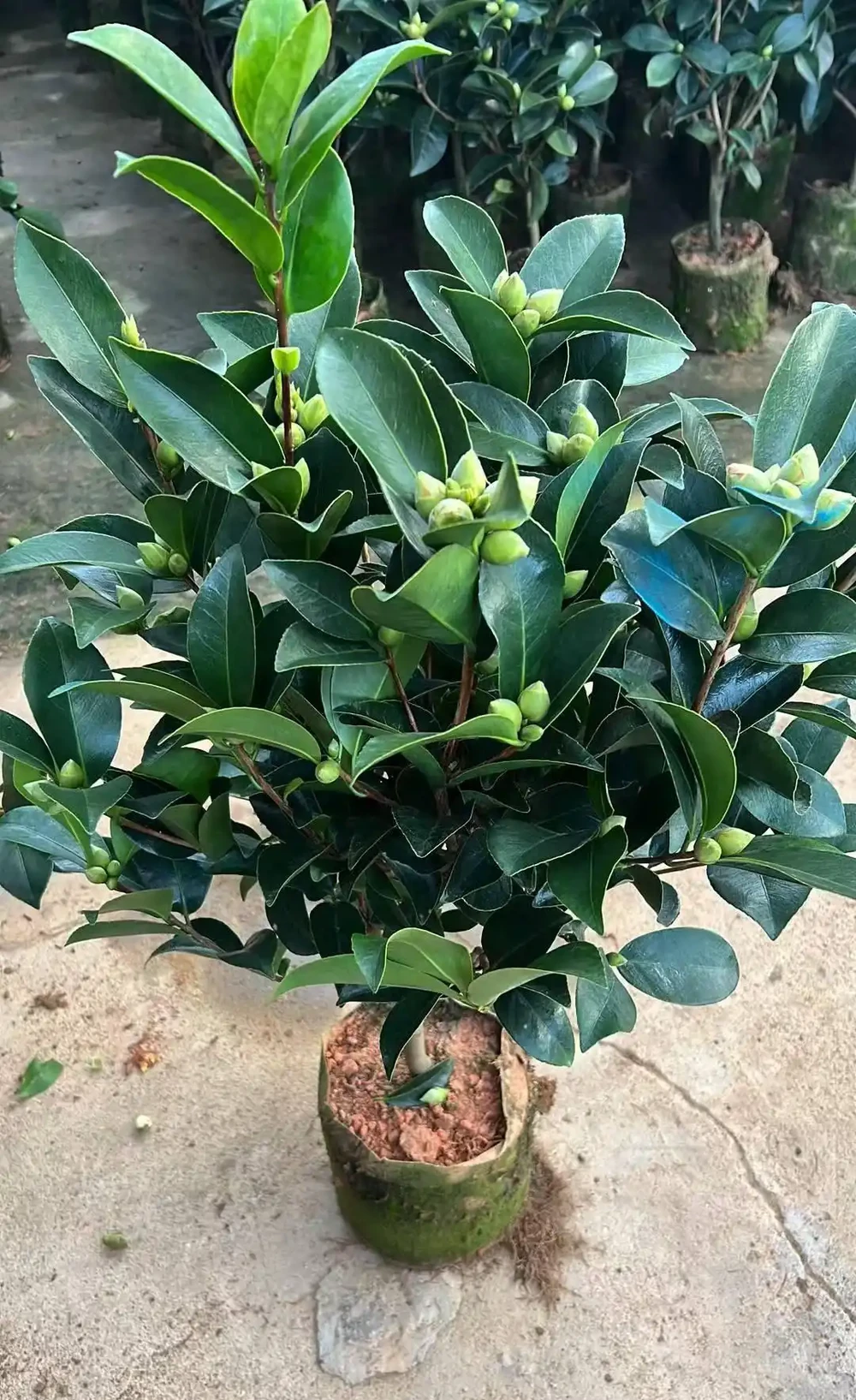 四季開花茶花盆栽濃香大花苞室內陽臺