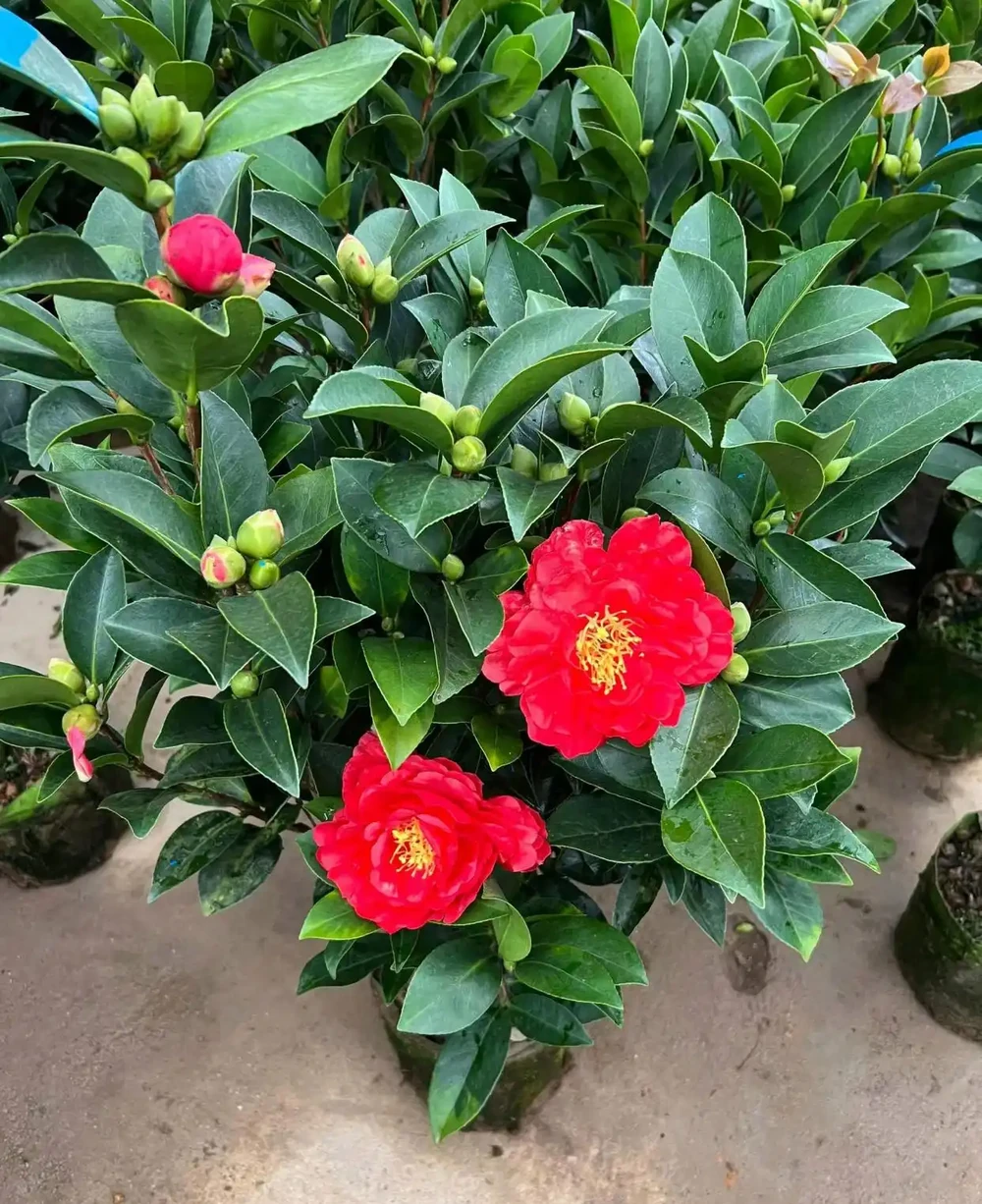 四季茶花別墅庭院綠化盆栽地植四季常綠