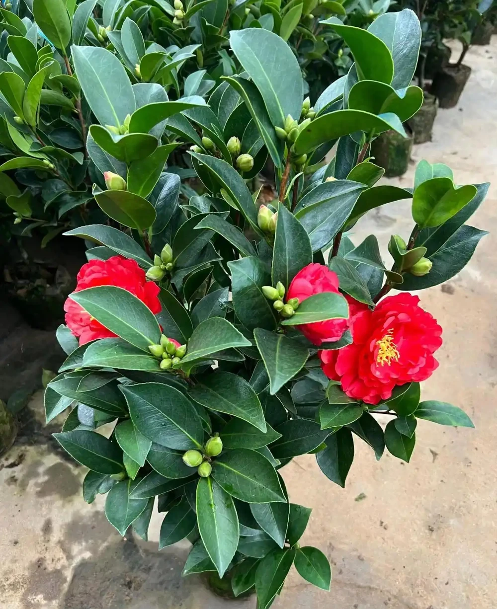 四季茶花樹苗多季迴圈開花濃香大花