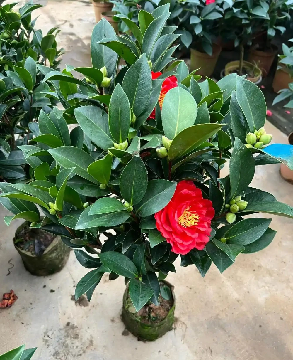 四季茶花盆栽重瓣大花四季開花室內陽臺