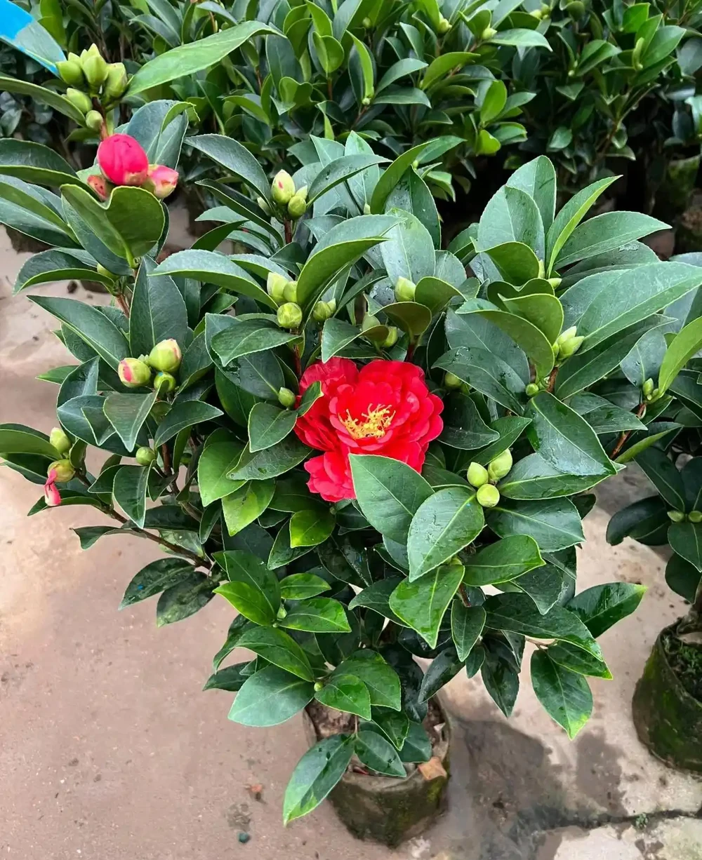 四季茶花工程綠化庭院造景易成活綠植