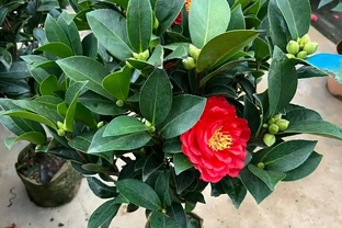 四季茶花盆栽重瓣大花四季開花室內陽臺庭院耐寒綠植帶花苞好養