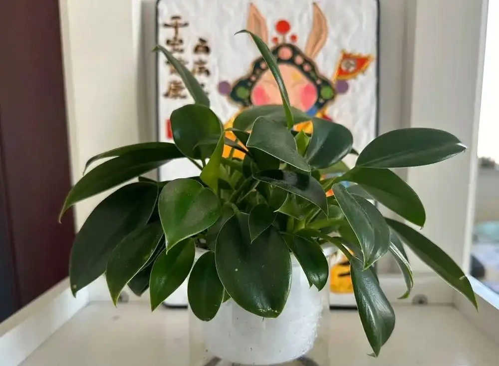 養再多仙人掌不如養一盆它！耐陰好養淨化空氣，居家擺放人人都喜歡！