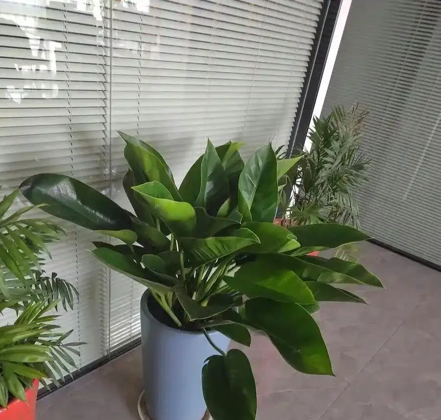 養再多仙人掌不如養一盆它！耐陰好養淨化空氣，居家擺放人人都喜歡！