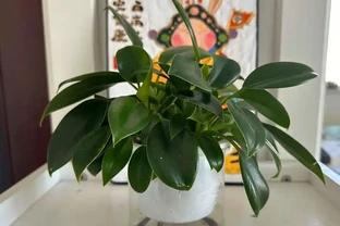 養再多仙人掌不如養一盆它！耐陰好養淨化空氣，居家擺放人人都喜歡！