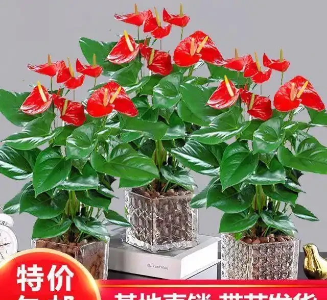 什麼花一年四季都開還好養?老花農私藏的6種室內開花機器,新手零失敗