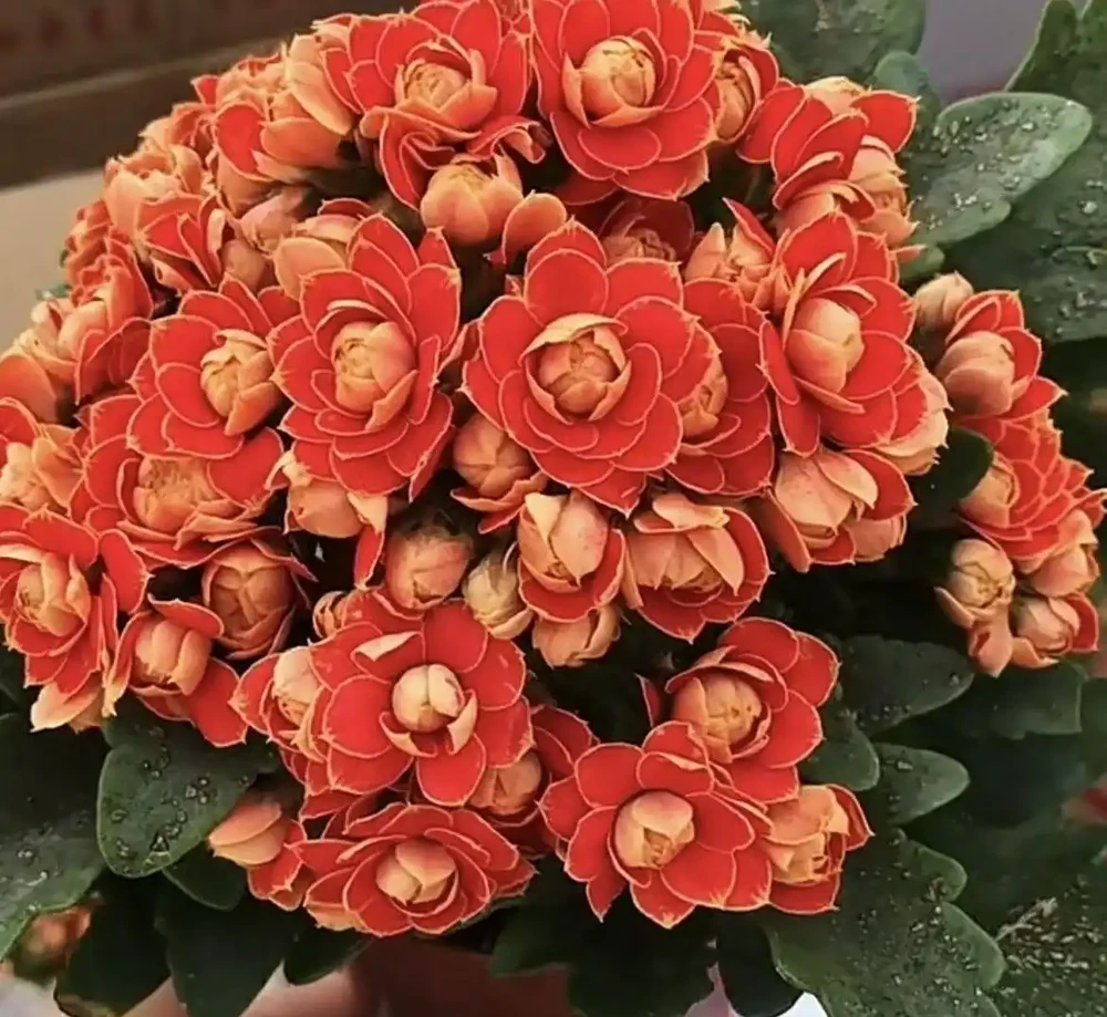 什麼花一年四季都開還好養?老花農私藏的6種室內開花機器,新手零失敗