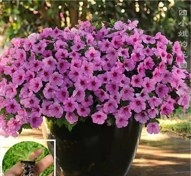 什麼花一年四季都開還好養?老花農私藏的6種室內開花機器,新手零失敗