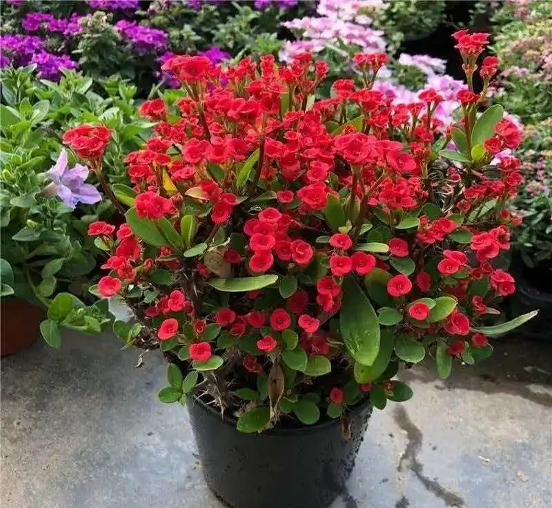 什麼花一年四季都開還好養?老花農私藏的6種室內開花機器,新手零失敗