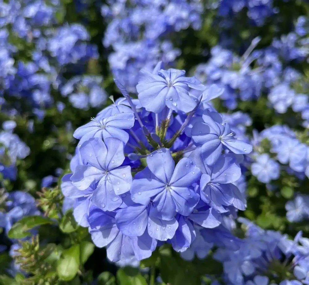 什麼花一年四季都開還好養?老花農私藏的6種室內開花機器,新手零失敗