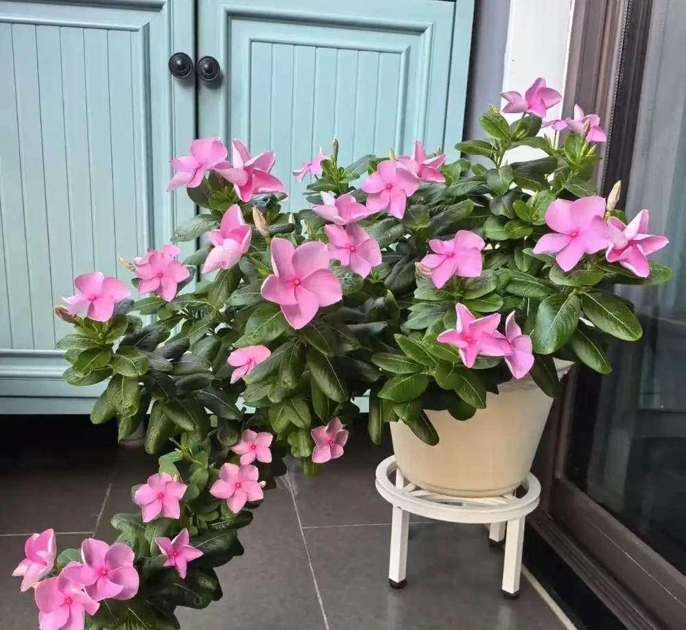 什麼花一年四季都開還好養?老花農私藏的6種室內開花機器,新手零失敗