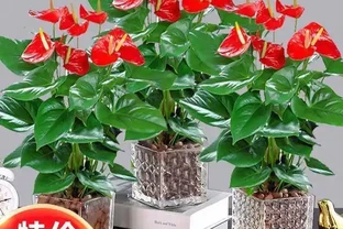什麼花一年四季都開還好養？老花農私藏的6種室內開花機器，新手零失敗