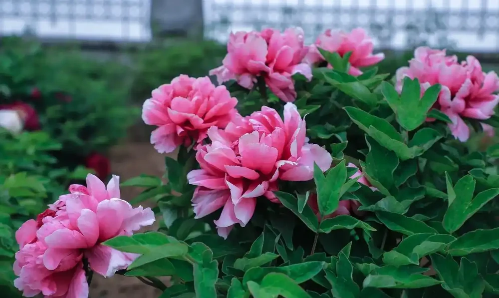 中國公認「最香」的十大名花,你養過幾個?