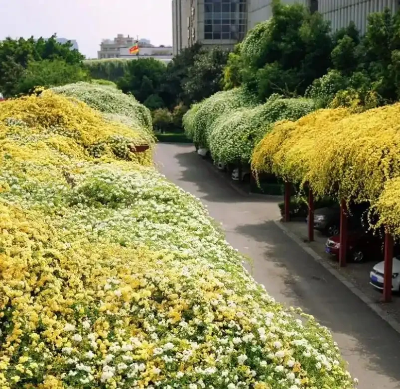 中國公認「最香」的十大名花,你養過幾個?