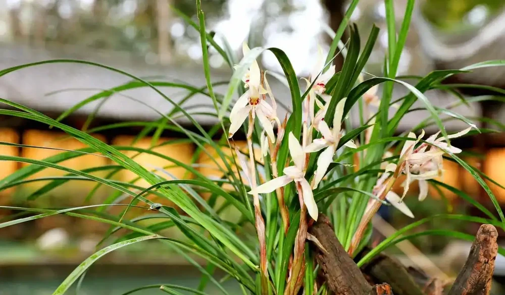 中國公認「最香」的十大名花,你養過幾個?