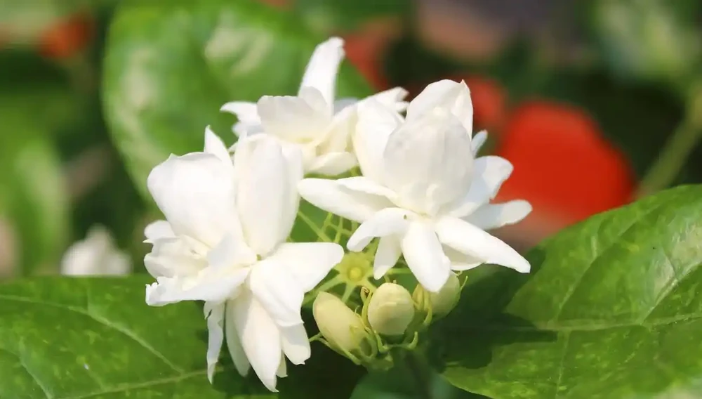 中國公認「最香」的十大名花,你養過幾個?