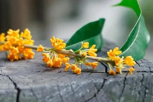 中國公認「最香」的十大名花，你養過幾個？