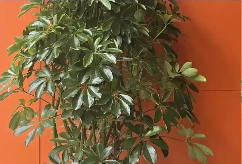 鵝掌藤掉葉子?多半是這3個原因,挨個排查保住葉