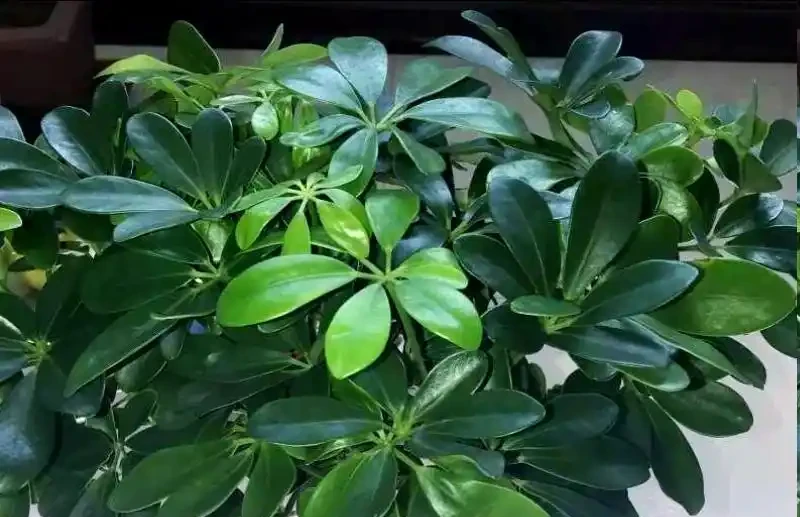 鵝掌藤掉葉子?多半是這3個原因,挨個排查保住葉