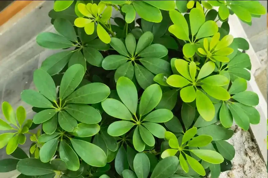 鵝掌藤掉葉子?多半是這3個原因,挨個排查保住葉