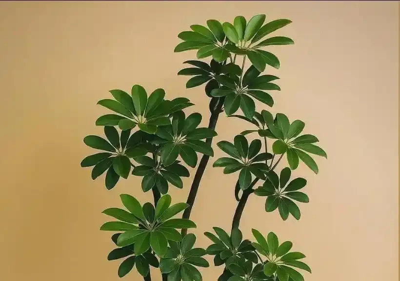 鵝掌藤掉葉子?多半是這3個原因,挨個排查保住葉