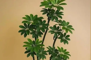 鵝掌藤掉葉子？多半是這3個原因，挨個排查保住葉