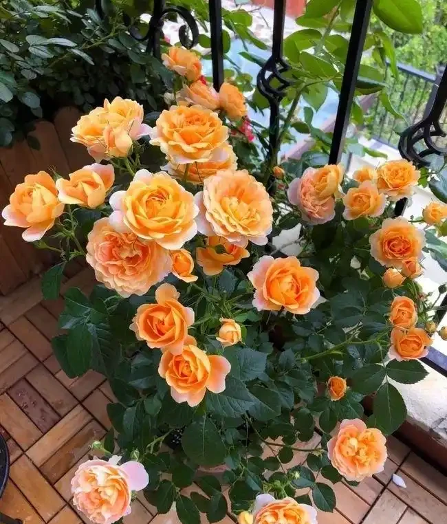 玫瑰養花首選!掌握「修剪三刀法」,陽臺也能花開滿盆