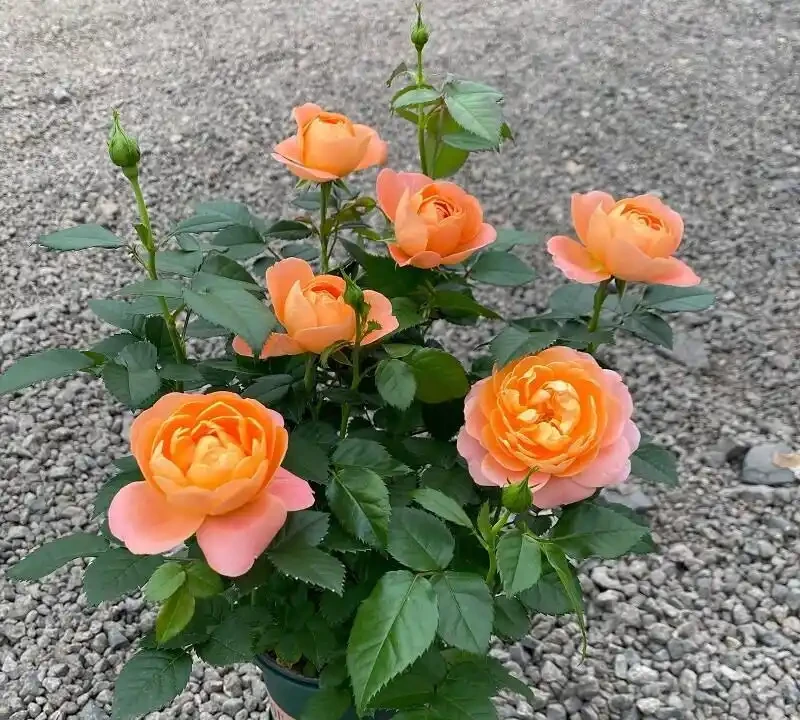 玫瑰養花首選!掌握「修剪三刀法」,陽臺也能花開滿盆