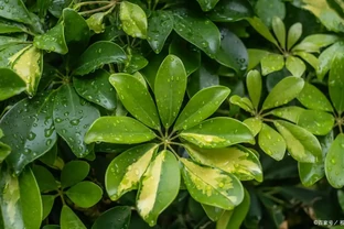 8月鵝掌藤瘋狂掉葉？找準3個日常小問題，輕鬆救回綠植