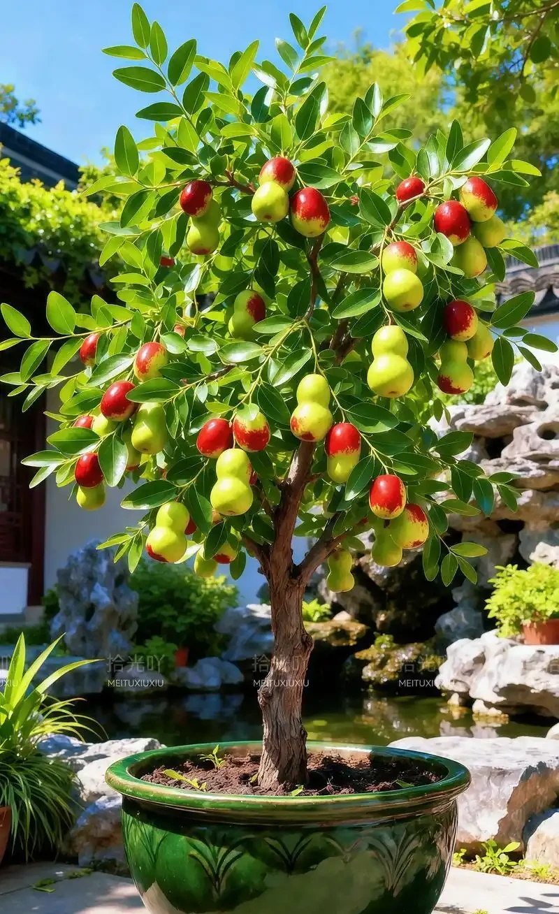 北方庭院種這8種果樹,寓意好又耐寒,你家種了幾棵?